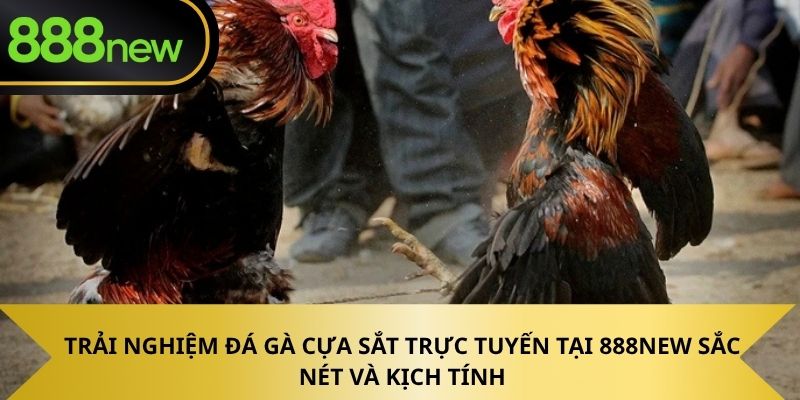 Trải nghiệm đá gà cựa sắt trực tuyến tại 888NEW sắc nét và kịch tính