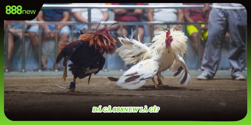 Đá gà 888NEW là gì?